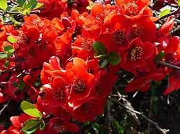 Red Chaenomeles Japonica Planting Seeds for Garden NON GMO Seeds Dhara Seeds