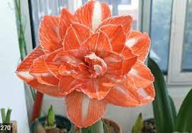 Orange Amaryllis Flower Seeds for Planting - NON GMO Seeds for planting in home garden