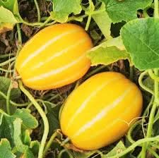 Korean melon fruit seeds