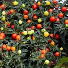 Jerusalem cherry fruit seeds for unique gardens