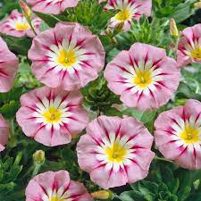 Pink Yellow Leucanthemum Seeds for Planting - NON GMO Seeds seeds for planting in home garden