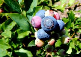 Rabbiteye blueberry fruit seeds for planting