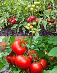 Early Tomato Solanum lycopersicum seeds for planting in home garden