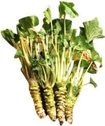 Horseradish Armoracia rusticana seeds for planting in home garden