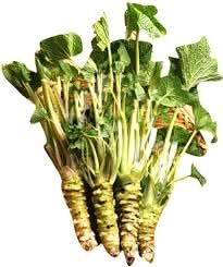 Horseradish Armoracia rusticana seeds for planting in home garden