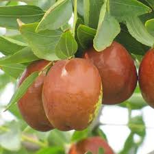 Redlands jujube fruit seeds