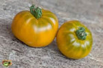 Orange Green Tomato Solanum lycopersicum for planting in balcony