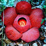 Red Conophytum Plant Seeds for Planting - NON GMO Seeds for planting in home garden