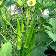 Lady Finger Okra seeds for garden planting
