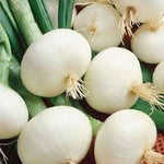 White Onion Allium cepa seeds for planting in cool weather garden
