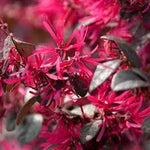Red Loropetalum Flower Seeds for Planting - NON GMO Seeds for planting in home garden