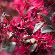 Red Loropetalum Flower Seeds for Planting - NON GMO Seeds for planting in home garden