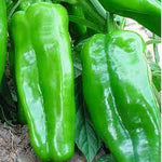 Big Jim Chili Capsicum annuum seeds for garden planting
