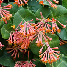 organic-coral-honeysuckle-vine-seeds

