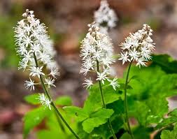 White Tiarella Trifoliata Flower Seeds for Planting - 100 seeds for planting in home garden