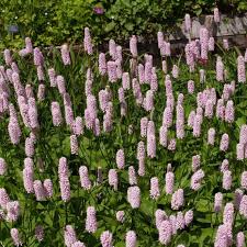 Pink Polygonum Bistorta Plant Seeds for Planting - NON GMO Seeds Dhara Seeds