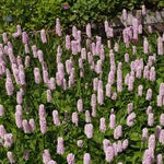 Pink Polygonum Bistorta Plant Seeds for Planting - NON GMO Seeds Dhara Seeds