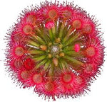 Red Drosera Flower Seeds for Garden - NON GMO Seeds Dhara Seeds