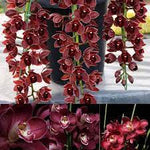 Dark Red Orchid Flower Seeds for Garden - NON GMO Seeds Dhara Seeds