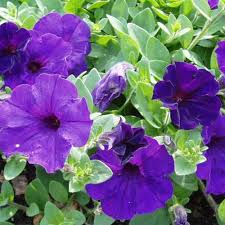 Blue Petunia Wave Flower Seeds for Garden Planting - Heirloom, NON-GMO Seeds - Easy to Grow Dhara Seeds