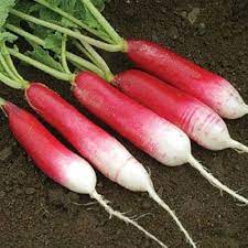 Radish Mila Seeds for Vegetable Gardening
