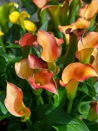 Orange Calla Flower Planting Seeds for Garden NON GMO Seeds Dhara Seeds