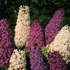 Mix Buddleia Butterfly Bush Flower Seeds for Planting - NON GMO Seeds Dhara Seeds