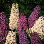 Mix Buddleia Butterfly Bush Flower Seeds for Planting - NON GMO Seeds Dhara Seeds