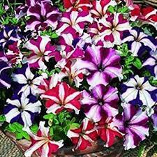 Mexican Petunia Mixed Flower Seeds for Planting - Heirloom, NON-GMO, Easy to Grow Garden Blooms Dhara Seeds