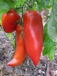 Red Opalka Seeds for Planting