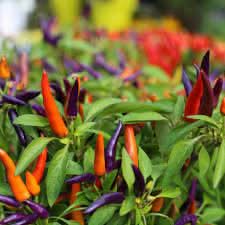 Mixed Chili Pepper Seeds for Planting
