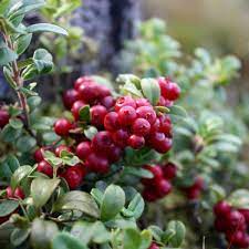 Bonsai Vaccinium Macrocarpon Seeds or Cranberry Seeds for Planting - A Compact Berry Plant for Indoor Spaces