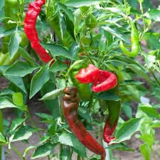 Red Nardello Seeds for Planting - heirloom & Non-GMO Seeds