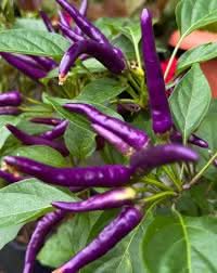Buena Mulata Hot Pepper Seeds for Planting