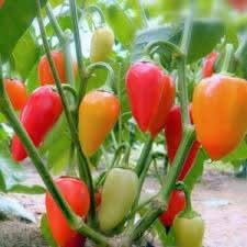 Santa Fe Grande Pepper Seeds for Planting