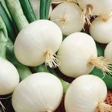 White Onion Vegetable Seeds for Planting