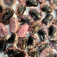 Scarlet Bean Seeds for Planting