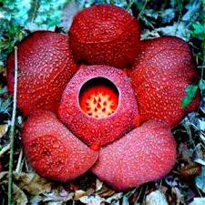 Red Conophytum Plant Seeds for Planting - NON GMO Seeds Dhara Seeds