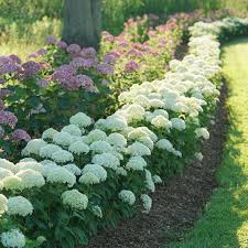 Hydrangea Invincibelle Limetta Smooth Seeds