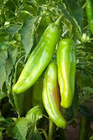 Hot Pepper Seeds - Big Jim