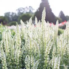 Mignonette White Seeds