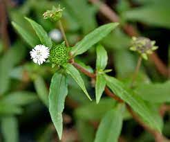 Bhringraj Flower Seeds for Planting - 100