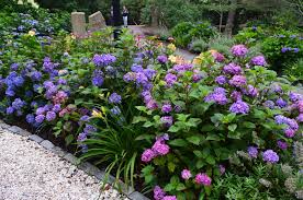 Endless Summer BloomStruck Hydrangea