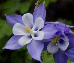 Columbine Seeds - Blue Star