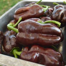 Sweet Pepper Seeds - Chocolate Bell