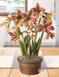 Amaryllis Seeds - Exotic Star