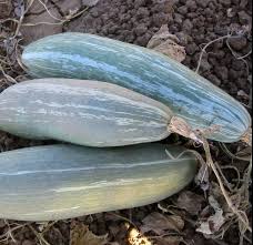 Squash (Winter) Seeds - Guatemalan Blue