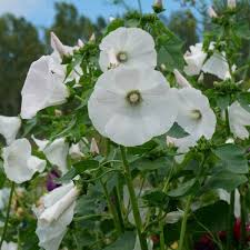 Lavatera Mont Blanc Seeds