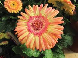 Strawberry Twist Gerbera Daisy Seeds