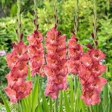 Gladiolus Flower Seeds - Indian Summer